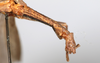 CollectionObject 1560991; NMW 227, 7fa38c3f-f13b-4740-bc05-bac1a831a840: copyright NMW, Vienna. female: head, lateral view (holotype). (CollectionObject).