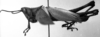 CollectionObject 1532749; 35f66c36-9d44-4277-9061-c951b126a268: Image Carbonell, C.S. male, lateral view (holotype of Opomala castanea). (CollectionObject).