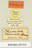 CollectionObject 1570992; 669c9149-f2ee-42da-bfba-9d4ec596d943: labels (paratype). (CollectionObject).