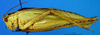 CollectionObject 1567131; 8663da43-3ad4-47bc-aec3-3ca07c793384: male, lateral view. (CollectionObject).