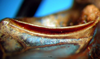 CollectionObject 1500392; 5dac48c4-6049-4ff4-9fbc-43d3a72e5cba, DORSA BTpolineS01: male stridulatory file (syntype). (CollectionObject).