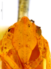 Head: (Observation).
