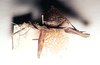CollectionObject 1562364; ccbd6b56-5f80-4727-8f91-c3ba443c1791: copyright O. Zompro. female of synonym Dinelytron neptunus (holotype). (CollectionObject).