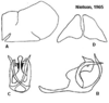 Pygofer appendages: <b>A</b>, male pygofer lateral aspect; <b>B</b>, aedeagus lateral aspect; <b>C</b>, aedeagus caudal aspect; <b>D</b>, female internal sternum VIII. All from paratypes. (Observation).