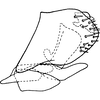 Pygofer, lateral view on Achaetica anabasidis Emeljanov, 1959: Pygofer, lateral view (A. nanophyti Vilbaste). (Observation).