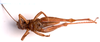 CollectionObject 2631857; CNMS 12, CNMS 12, 91805781-31bd-4327-ac18-3573ae6164e2: ventral view. male (paratype). (CollectionObject).