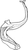 Aedeagus, lateral view on Empoascanara (Empoascanara) mana Dworakowska & Pawar, 1974: Aedeagus, lateral view. (Observation).