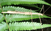 CollectionObject 1562735; a7dfe26f-9ad9-41e7-ba68-68bf6a6a19fd: copyright Paul D. Brock. female in nature, Garradunga, north Queensland, note parasite (holotype). (CollectionObject).