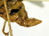 CollectionObject 1500351; de943730-1b82-4fdf-802f-881ad64a514d, DORSA BTamymutS01: ovipositor (holotype). (CollectionObject).