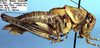 Idiostatus martinellii Rentz, 1973: male, lateral view (paratype). (Otu).
