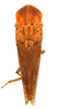 Habitus, dorsal view on Beniledra Linnavuori, 1972: Beniledra peculiaris. (Observation).