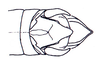 Phaeoparia lineaalba lineaalba (Linnaeus, 1764): Fig. 46C. male abdomen end, dorsal view. (Otu).