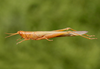 Belosacris coccineipes (Bruner, 1906): female. (Otu).