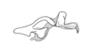 Seabracris cincta cincta (Saussure, 1859): Fig. 212. endophallus, lateral view. (Otu).