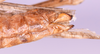 CollectionObject 1584821; a0bb6b71-56f0-4fb4-b4ce-f93fc478206a: female, ovipositor lateral view (paratype). (CollectionObject).