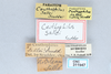 CollectionObject 2741439; 77c562c4-dfd1-49c7-b19f-80e8d77af314, CNCI 311947: Ceuthophilus sallei. Label. (CollectionObject).
