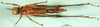 CollectionObject 1502719; 3799a019-e571-4190-a9f7-5de9babf1a62: female, ventral view (allotype). (CollectionObject).