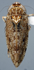 Habitus, dorsal view: (Observation).