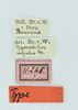 CollectionObject 1531740; f68327ca-8155-4336-993d-e861b2110419: labels (male syntype). (CollectionObject).