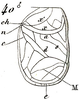 Amphiacusta annulipes (Serville, 1831): Pl. VIII, Fig. 40. male tegmen. (Otu).