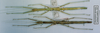 CollectionObject 1560724; 476334ca-38aa-4ecf-baf1-27f7d6cc82d9: copyright MNHN, Paris. female (holotype / paratype). (CollectionObject).