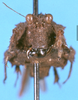 CollectionObject 1537528; f34b3ef0-11da-4d82-ab3a-c6ebb322b6fb, DORSA D004XF01: female, frontal view (paratype). (CollectionObject).