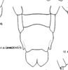 Subgenital plate, ventral view on Aphrophora (Plesiommata) canadensis Walley, 1928: (Observation).