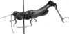 CollectionObject 1505072; e151eb67-e24b-48ec-9f84-75cfbb10ccfc, DORSA D007AM01: Image Carbonell, C.S. [mirror image]. male, lateral view (syntype). (CollectionObject).