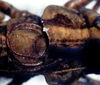 CollectionObject 1499304; f2ba2887-10d6-4082-a4be-71966691391c: male pronotum and tegmina (holotype). (CollectionObject).