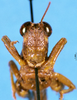 CollectionObject 1505072; e151eb67-e24b-48ec-9f84-75cfbb10ccfc, DORSA D007AM01: male, frontal view (syntype). (CollectionObject).