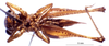CollectionObject 1522285; fa40ba7a-4d1b-4271-8fef-7dcb4123ca07: female ventral view (holotype). (CollectionObject).