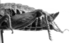 CollectionObject 1506637; 983b312e-5917-443e-a539-f60588f21157: Image Carbonell, C.S. female abodmen, lateral view (syntype or lectoallotype). (CollectionObject).