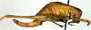 CollectionObject 1501725; 6b179d61-d873-4b49-843b-5c5be19ee5d4: female, lateral view (syntype). (CollectionObject).