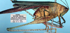CollectionObject 1517370; e396ad4a-ed4d-414a-a9db-c745a2e3b03e: male (holotype). (CollectionObject).