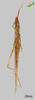 CollectionObject 2273001; 18094257-ca7a-4177-8444-bc9707923d41, Unioeste Cascavel K-1255: Female, ventral view. (CollectionObject).