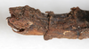 CollectionObject 1558172; 8948cf4d-207b-4e67-b86b-569924ea49cf: copyright NMW, Vienna. female: end of abdomen, lateral view (syntype). (CollectionObject).;CollectionObject 1558173; 08870ce4-b04c-4543-a31f-b1409d0348f5: copyright NMW, Vienna. female: end of abdomen, lateral view (syntype). (CollectionObject).