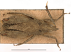 CollectionObject 1506807; fb83dfc6-fdb8-41b5-9481-c0a7f7286aa7: male, dorsal view (holotype). (CollectionObject).