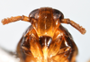 Head: !! display not done !! on Pissonotus marginatus Van Duzee, 1897: (Observation).