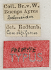 labels (syntype). Depicts CollectionObject 1589283; 82d9306b-d82f-4c30-8301-563bcb3650f1, a CollectionObject.
