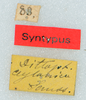 CollectionObject 1506408; 576ea323-6ec5-4e13-998d-94d45a155ee3: labels (syntype). (CollectionObject).