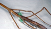 CollectionObject 1557339; 45770cdb-deb5-470c-8589-36e32532a892: copyright ETHZ, Zurich. female of synonym Bacteria antillarum (syntype). (CollectionObject).