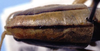 CollectionObject 1567550; abcc2d97-4ee9-4363-9b3e-718dde247c36: female pronotum, dorsal view (allotype). (CollectionObject).