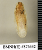 CollectionObject 1572983; 54f114ed-8045-4bd9-a56b-7a8fbcd9877d: Copyright Natural History Museum, London. Non-type (adult male) in BM(NH). Dorsal view. (CollectionObject).