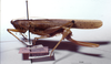 CollectionObject 1522117; 1557e75a-2092-4dae-8b0a-3cd7fb0b640b: female, lateral view (holotype). (CollectionObject).