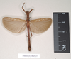 CollectionObject 1561307; 65787e1d-43b2-44c6-9dc1-3cf6b807841b: copyright Natural History Museum, London. male of synonym Presbistus ridleyi (paralectotype). (CollectionObject).
