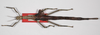 CollectionObject 1576649; ecd9a097-191b-47cc-adcb-fe8903de2994: copyright USNM, Washington. female (paratype). (CollectionObject).