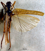 CollectionObject 1503247; MBBJ 3224751, c3aa1323-a174-4135-8c11-454279d86ca9: female, dorsal view. (CollectionObject).