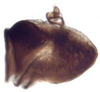 Pygofer, lateral view: !! display not done !! on Icaia Linnavuori, 1973: Icaia laoroya, male pygofer, laterally (INHS). (Observation).