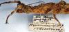 CollectionObject 1560886; NMW 260, b1c6bd28-c91a-4501-bb14-2ccc9034dc71: copyright NMW, Vienna. female: head and thorax, lateral view (holotype). (CollectionObject).