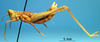 CollectionObject 1530712; 6b79df31-63f4-402d-8c2a-8eec2474c032: female, lateral view (syntype). (CollectionObject).